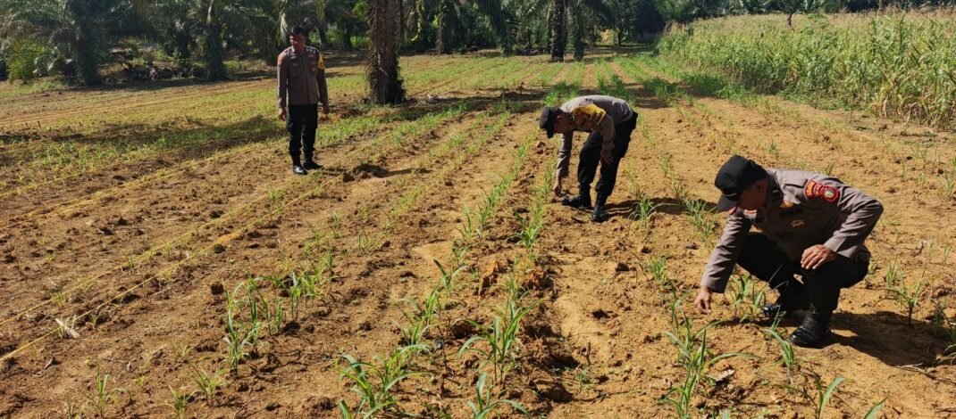 Polsek Bagan Sinembah Pantau Pertumbuhan Jagung Pipil