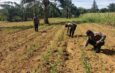 Polsek Bagan Sinembah Pantau Pertumbuhan Jagung Pipil