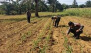 Polsek Bagan Sinembah Pantau Pertumbuhan Jagung Pipil