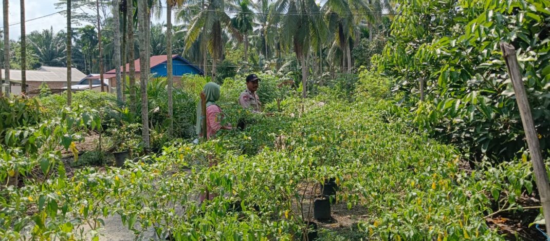 Kuatkan Ketahanan Pangan Desa Sencalang, Bripka Erwin Motivasi Petani Cabai