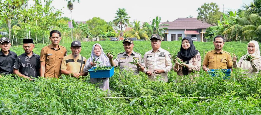 Wakil Bupati Bengkalis Apresiasi BUMDes Pasiran Panen 1,5 Ton Cabai Hijau