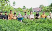 Wakil Bupati Bengkalis Apresiasi BUMDes Pasiran Panen 1,5 Ton Cabai Hijau