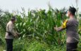 Polsek Bagan Sinembah Intensif Pantau Perkembangan Jagung